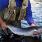 Salmon...what we know Salmon...what we know