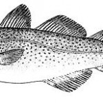 Outlook for 2011 fishery Outlook for 2011 fishery