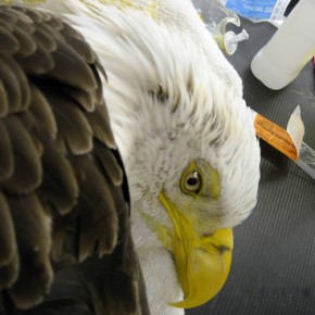 What is killing our eagles? What is killing our eagles?