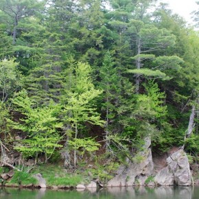 Can salmon climb trees? Can salmon climb trees?