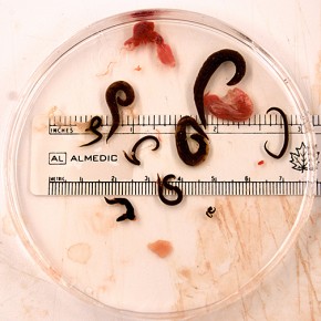 New Research Article on Eel Parasite Published New Research Article on Eel Parasite Published