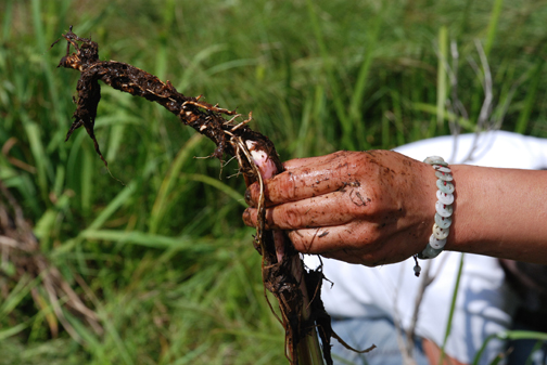 Special Mi'kmaq plants