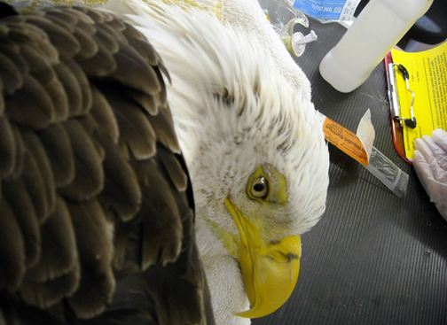 What is killing our eagles?