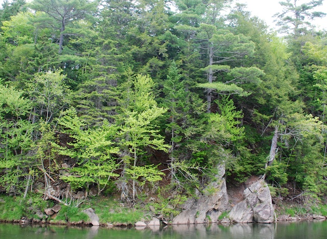 Can salmon climb trees?