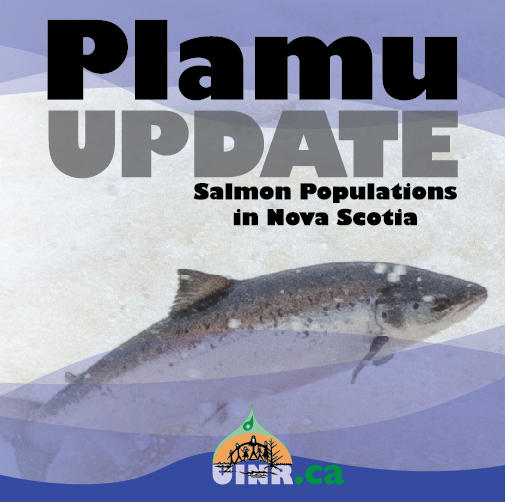 Plamu UPDATE