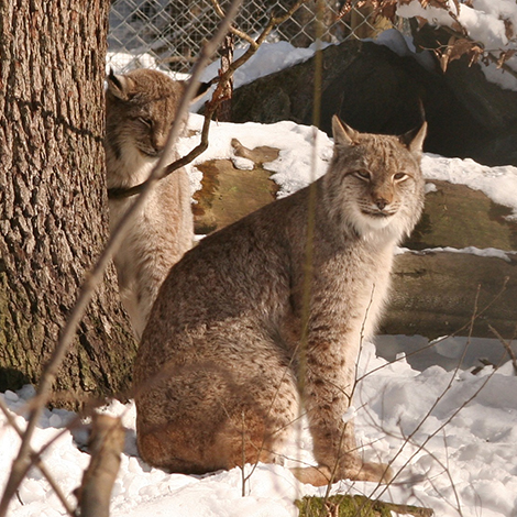 Lynx tracking