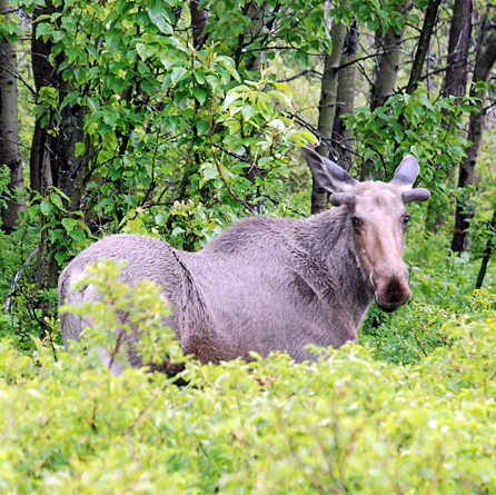 Moose Management Plan Underway